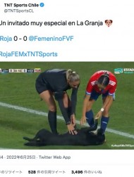 【海外発！Breaking News】サッカー国際親善試合に乱入した犬、数分で“御用”も観客席が盛り上がる（チリ）＜動画あり＞