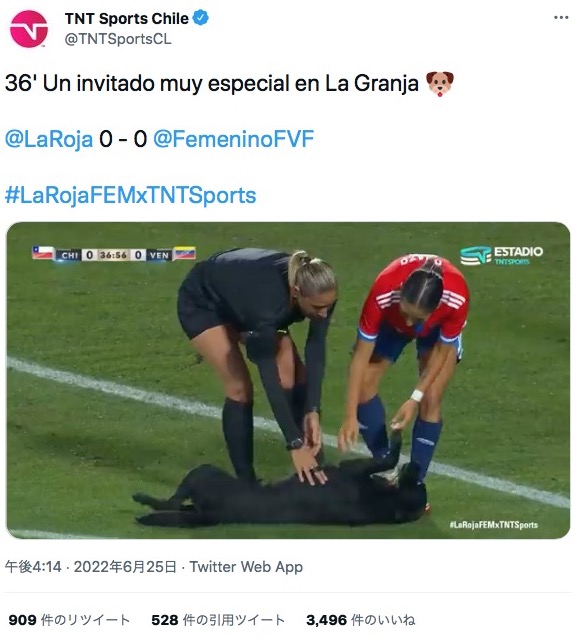 サッカーの試合中に乱入した犬（画像は『TNT Sports Chile　2022年6月25日付Twitter「36’ Un invitado muy especial en La Granja」』のスクリーンショット）