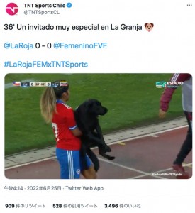 最終的に“連行”された犬（画像は『TNT Sports Chile　2022年6月25日付Twitter「36’ Un invitado muy especial en La Granja」』のスクリーンショット）