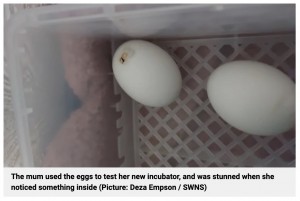 孵卵器に入れた卵（画像は『Metro　2022年7月5日付「Mum now has three pet ducklings after eggs she bought from Morrisons hatched」（Picture: Deza Empson / SWNS）』のスクリーンショット）