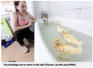 アヒルを可愛がっているデザさん（画像は『Metro　2022年7月5日付「Mum now has three pet ducklings after eggs she bought from Morrisons hatched」（Picture: Lee McLean/SWNS）』のスクリーンショット）