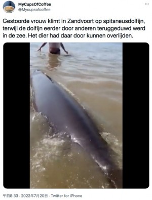 【海外発！Breaking News】ビーチに迷い込んだイルカの背中に乗ろうとする海水浴客（オランダ）＜動画あり＞