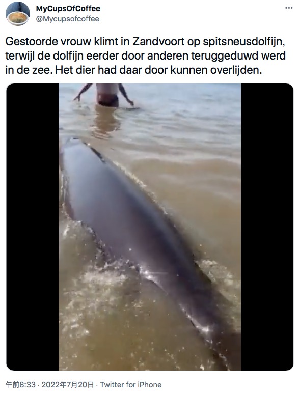ビーチに迷い込んだイルカ（画像は『MyCupsOfCoffee　2022年7月20日付Twitter「Gestoorde vrouw klimt in Zandvoort op spitsneusdolfijn, terwijl de dolfijn eerder door anderen teruggeduwd werd in de zee.」』のスクリーンショット）