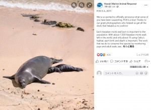 今月9日に誕生したばかりの雄の赤ちゃん（画像は『Hawaii Marine Animal Response　2022年7月13日付Facebook「PO8 IS A…BOY!」』のスクリーンショット）