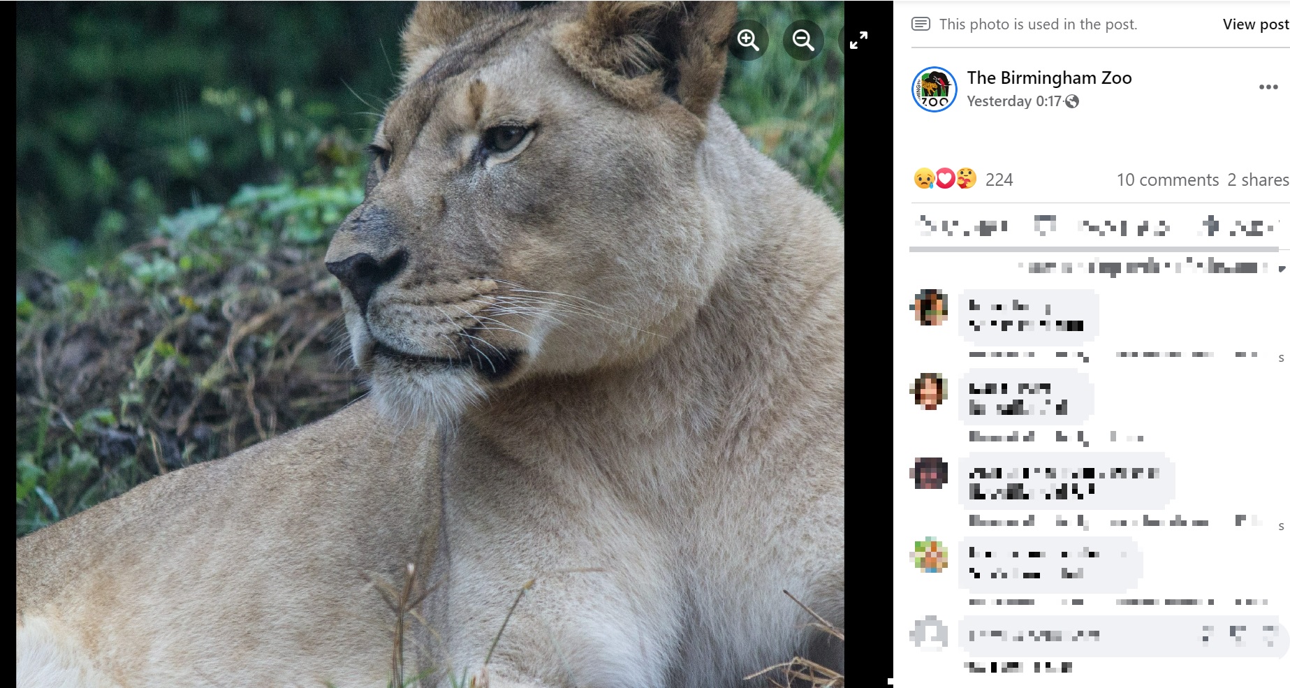 雄ライオンに襲われた雌のアキリ（画像は『The Birmingham Zoo　2022年7月20日付Facebook「Birmingham Zoo is mourning the passing of beloved African lioness Akili.」』のスクリーンショット）