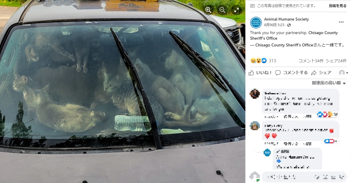 車内に所狭しと身を置く猫たち（画像は『Animal Humane Society　2022年6月15日付Facebook「Thank you for your partnership」』のスクリーンショット）