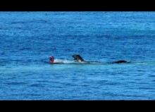 【海外発！Breaking News】母アザラシ、ハワイのビーチで遊泳中の女性を襲う「子を守ろうと攻撃止めず」（米）