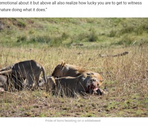 群れの仲間に背を向けてヌーの赤ちゃんを食べるメス（画像は『Latest Sightings　2022年7月1日付「Lions Hunt Pregnant Wildebeest and Pull the Baby Out!」』のスクリーンショット）