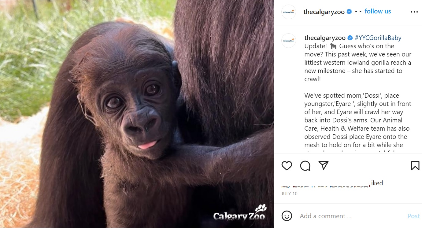 すくすくと成長するエアー（画像は『The Calgary Zoo　2022年7月10日付Instagram「＃YYCGorillaBaby Update!」』のスクリーンショット）