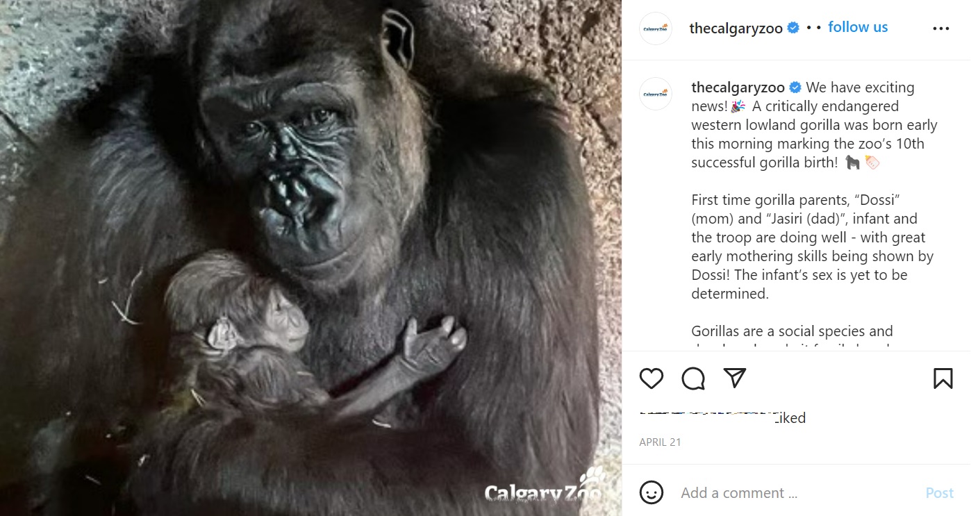 赤ちゃん出産直後のドシー（画像は『The Calgary Zoo　2022年4月21日付Instagram「We have exciting news!」』のスクリーンショット）