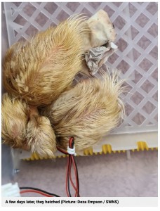 卵から孵化したアヒル（画像は『Metro　2022年7月5日付「Mum now has three pet ducklings after eggs she bought from Morrisons hatched」（Picture: Deza Empson / SWNS）』のスクリーンショット）
