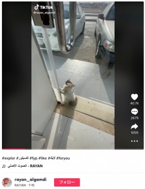 【海外発！Breaking News】「中に入れて…」猛暑に耐えきれない猫、電気店に助けを求める（サウジアラビア）＜動画あり＞