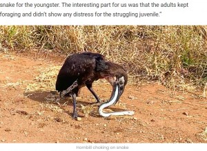 苦しそうにする若鳥（画像は『Latest Sightings　2022年7月24日付「Dead Snake Chokes Bird」』のスクリーンショット）