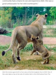2012年に撮影されたアキリと子（画像は『AL.com　2022年7月20日付「Female lion at Birmingham Zoo dies after attack by new male lion」（The Birmingham News/Jeff Roberts）』のスクリーンショット）