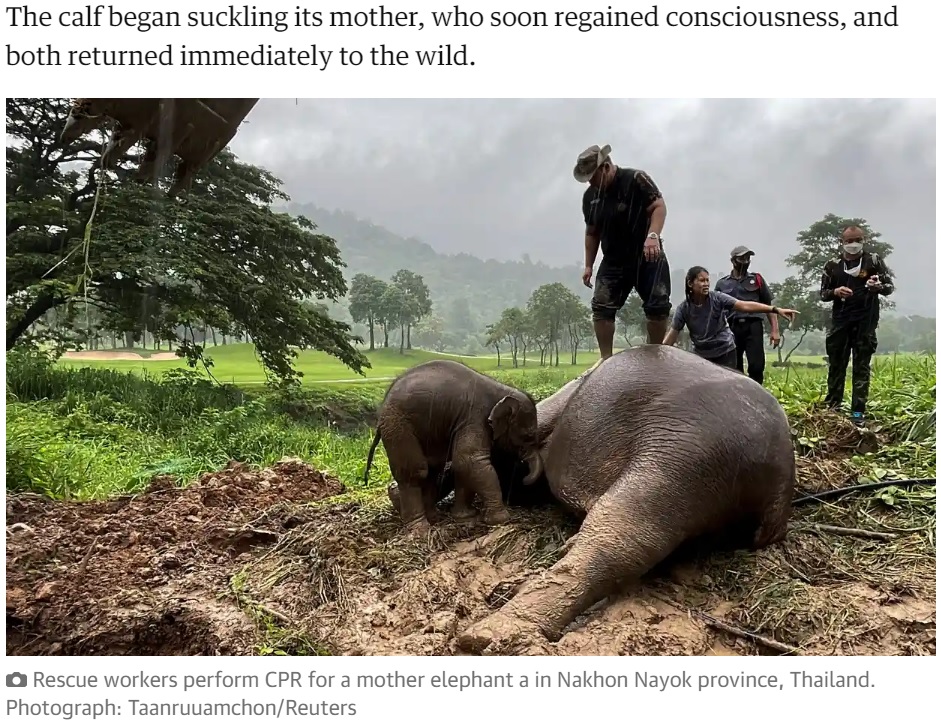 ゾウの心臓付近でジャンプする男性（画像は『The Guardian　2022年7月15日付「Elephant and baby saved in dramatic rescue from manhole in Thailand」（Photograph: Taanruuamchon/Reuters）』のスクリーンショット）