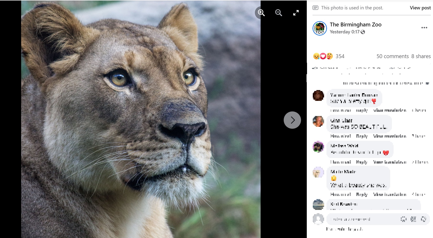 バーミンガム動物園で愛されていたアキリ（画像は『The Birmingham Zoo　2022年7月20日付Facebook「Birmingham Zoo is mourning the passing of beloved African lioness Akili.」』のスクリーンショット）