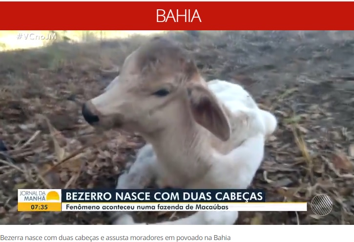 頭が2つある子牛が誕生（画像は『G1　2022年7月21日付「Bezerra nasce com duas cabeças e assusta moradores em povoado na Bahia: ‘a mãe não deixava encostar nela’」』のスクリーンショット）