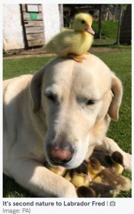 4年前にも9羽のアヒルの子の親代わりになっていたフレッド（画像は『The Mirror　2022年7月5日付「Adorable dog raises 15 orphaned ducklings after mother duck suddenly disappears」（Image: PA）』のスクリーンショット）