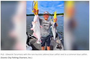 通常のナマズと比べるとその白さが際立つ（画像は『FOX 35 Orlando　2022年7月11日付「‘Once-in-a-lifetime’ catch: Tennessee teen reels in rare white catfish」（Scenic City Fishing Charters, Inc.）』のスクリーンショット）