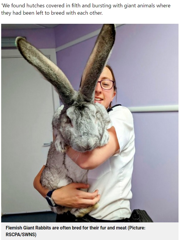 保護した世界最大種のウサギを抱くスタッフ（画像は『Metro　2022年7月23日付「Dozens of dog-sized rabbits being bred for meat rescued from tiny cages」（Picture: RSCPA/SWNS）』のスクリーンショット）