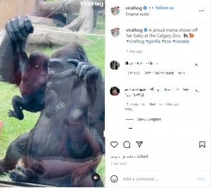 【海外発！Breaking News】動物園の母ゴリラ、ガラス越しに赤ちゃんをお披露目しキス（カナダ）＜動画あり＞