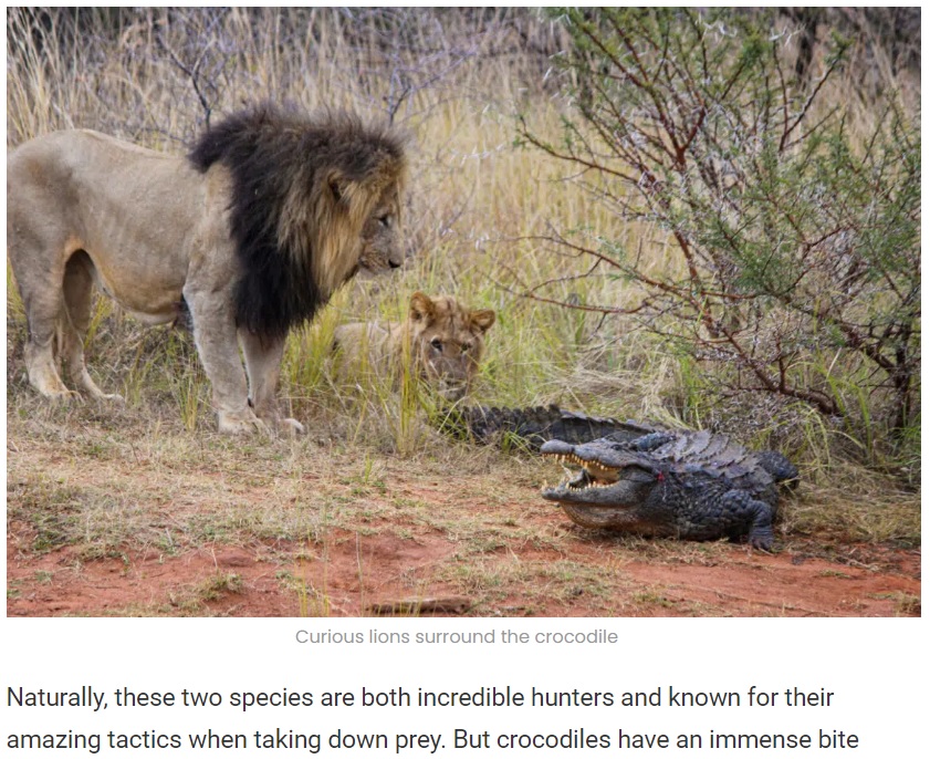 ライオンの群れに反撃するワニ、勝負の行方は…（画像は『Latest Sightings　2022年7月19日付「Lions Attack Crocodile Walking on Land」』のスクリーンショット）