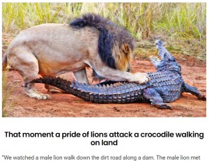 ワニに攻撃をしかけた雄ライオン（画像は『Latest Sightings　2022年7月19日付「Lions Attack Crocodile Walking on Land」』のスクリーンショット）