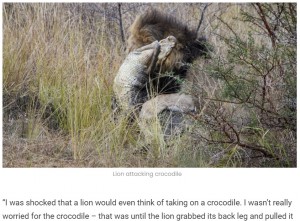 威嚇するワニ（画像は『Latest Sightings　2022年7月19日付「Lions Attack Crocodile Walking on Land」』のスクリーンショット）