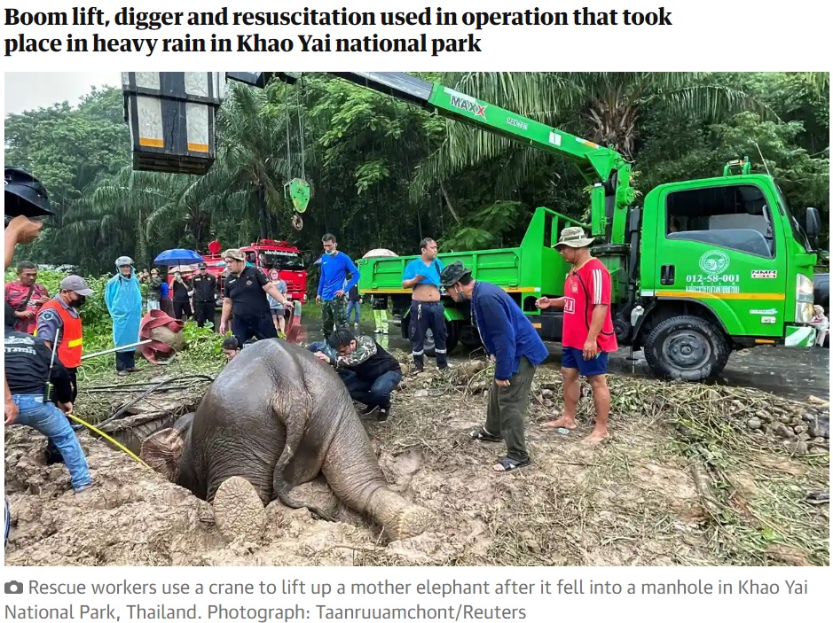 鎮静剤を打ったところ倒れてしまった母ゾウ（画像は『The Guardian　2022年7月15日付「Elephant and baby saved in dramatic rescue from manhole in Thailand」（Photograph: Taanruuamchont/Reuters）』のスクリーンショット）