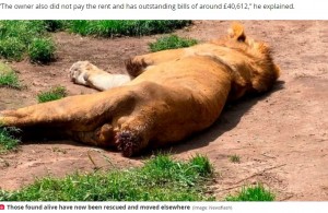 尻尾をかじってしまったライオン（画像は『The Daily Star　2022年7月9日付「Hungry lions left to eat their own tails as cruel zoo owner goes on the run」（Image: Newsflash）』のスクリーンショット）