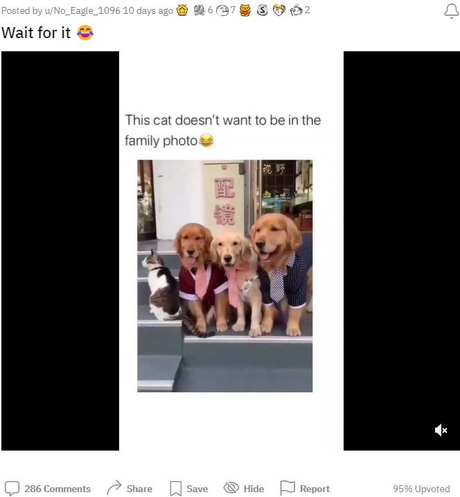 そっぽを向くネコと3頭の犬（画像は『No_Eagle_1096　2022年7月7日付Reddit「Wait for it」』のスクリーンショット）