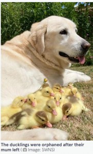 フレッドにすっかり懐いた様子のアヒルの子たち（画像は『The Mirror　2022年7月5日付「Adorable dog raises 15 orphaned ducklings after mother duck suddenly disappears」（Image: SWNS）』のスクリーンショット）