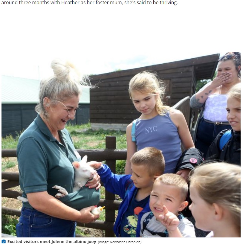 ジョリーンを見るために農場を訪れた人々（画像は『Chronicle Live　2022年7月26日付「Albino wallaby kicked out of mum’s pouch being hand-reared on goats’ milk at Northumberland farm」（Image: Newcastle Chronicle）』のスクリーンショット）