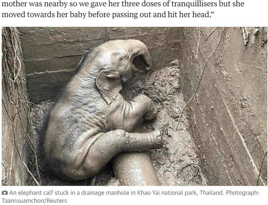 排水溝から自力で脱出することができなかった子ゾウ（画像は『The Guardian　2022年7月15日付「Elephant and baby saved in dramatic rescue from manhole in Thailand」（Photograph: Taanruuamchont/Reuters）』のスクリーンショット）
