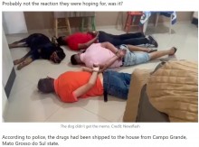 【海外発！Breaking News】強制捜査を受けた麻薬密売組織、取り押さえられた飼い主と共に寝転がる犬に大笑い（ブラジル）＜動画あり＞
