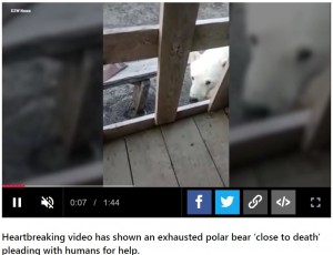 飢えが限界にきて恐る恐る近づいてきたシロクマ（画像は『Metro　2022年7月21日付「Polar bear begs for help from humans after getting tongue stuck in tin can」』のスクリーンショット）