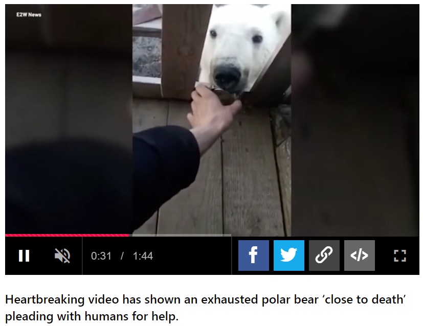 住人が缶を引っ張ったがなかなか取れなかった（画像は『Metro　2022年7月21日付「Polar bear begs for help from humans after getting tongue stuck in tin can」』のスクリーンショット）