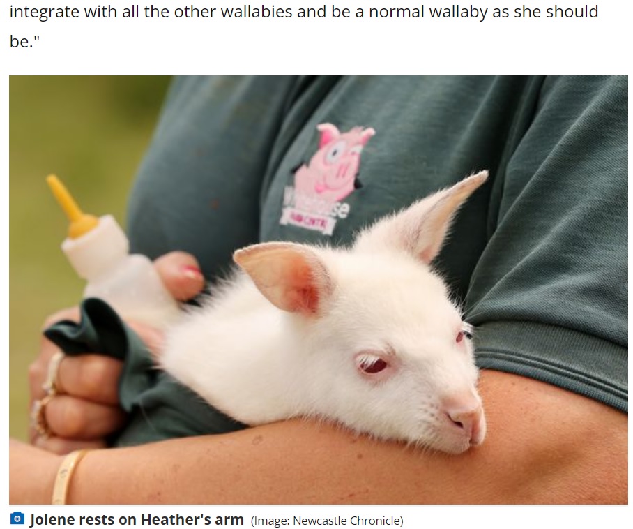 母親に育児放棄されてしまったジョリーン（画像は『Chronicle Live　2022年7月26日付「Albino wallaby kicked out of mum’s pouch being hand-reared on goats’ milk at Northumberland farm」（Image: Newcastle Chronicle）』のスクリーンショット）