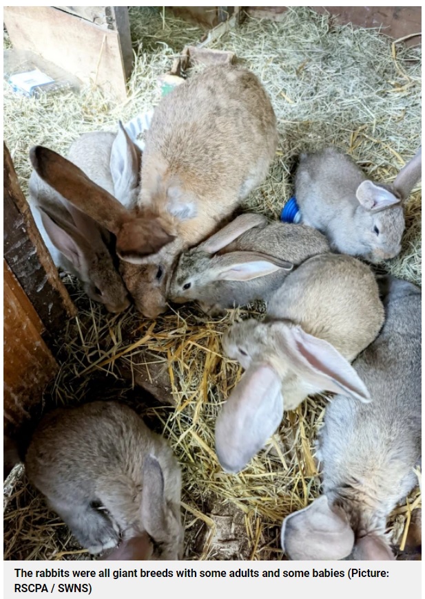 食肉として販売される予定だったウサギたち（画像は『Metro　2022年7月23日付「Dozens of dog-sized rabbits being bred for meat rescued from tiny cages」（Picture: RSCPA/SWNS）』のスクリーンショット）
