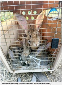 一番大きい個体の体重は8キロを超えていた（画像は『Metro　2022年7月23日付「Dozens of dog-sized rabbits being bred for meat rescued from tiny cages」（Picture: RSCPA/SWNS）』のスクリーンショット）