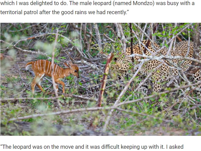 頭突きしようと準備する子鹿（画像は『Latest Sightings　2022年7月13日付「Baby Buck Headbutts Leopard Persistently To Try Escape」』のスクリーンショット）