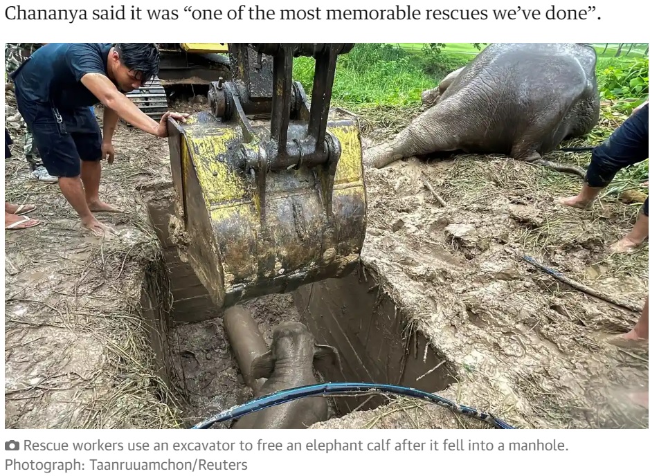 クレーンを使って子ゾウが排水溝から出るための坂を作る（画像は『The Guardian　2022年7月15日付「Elephant and baby saved in dramatic rescue from manhole in Thailand」（Photograph: Taanruuamchont/Reuters）』のスクリーンショット）
