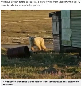 普段は人に近寄ることのないシロクマ（画像は『Metro　2022年7月21日付「Polar bear begs for help from humans after getting tongue stuck in tin can」』のスクリーンショット）