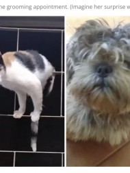 【海外発！Breaking News】「おまえ誰？」トリミングで激変した同居する犬に激しく警戒する猫（ブラジル）＜動画あり＞