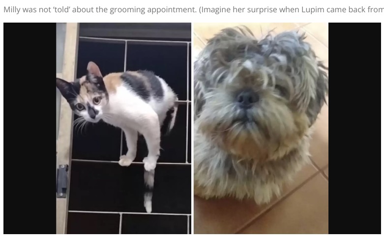 一緒に暮らしており普段は仲良しの猫と犬（画像は『Healthy Happy News　2022年6月9日付「CAT DIDN’T RECOGNIZE DOG SIBLING AFTER VISIT TO THE GROOMER［VIDEO］」（Photo Credit: Amanda Alckmim）』のスクリーンショット）