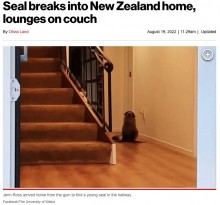 【海外発！Breaking News】野生のオットセイの赤ちゃん、民家に侵入しソファの上で寛ぐ（ニュージーランド）＜動画あり＞