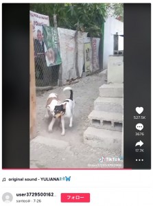 嬉しそうに逃げ出す2匹の犬（画像は『santos＠　2022年7月26日付TikTok』のスクリーンショット）