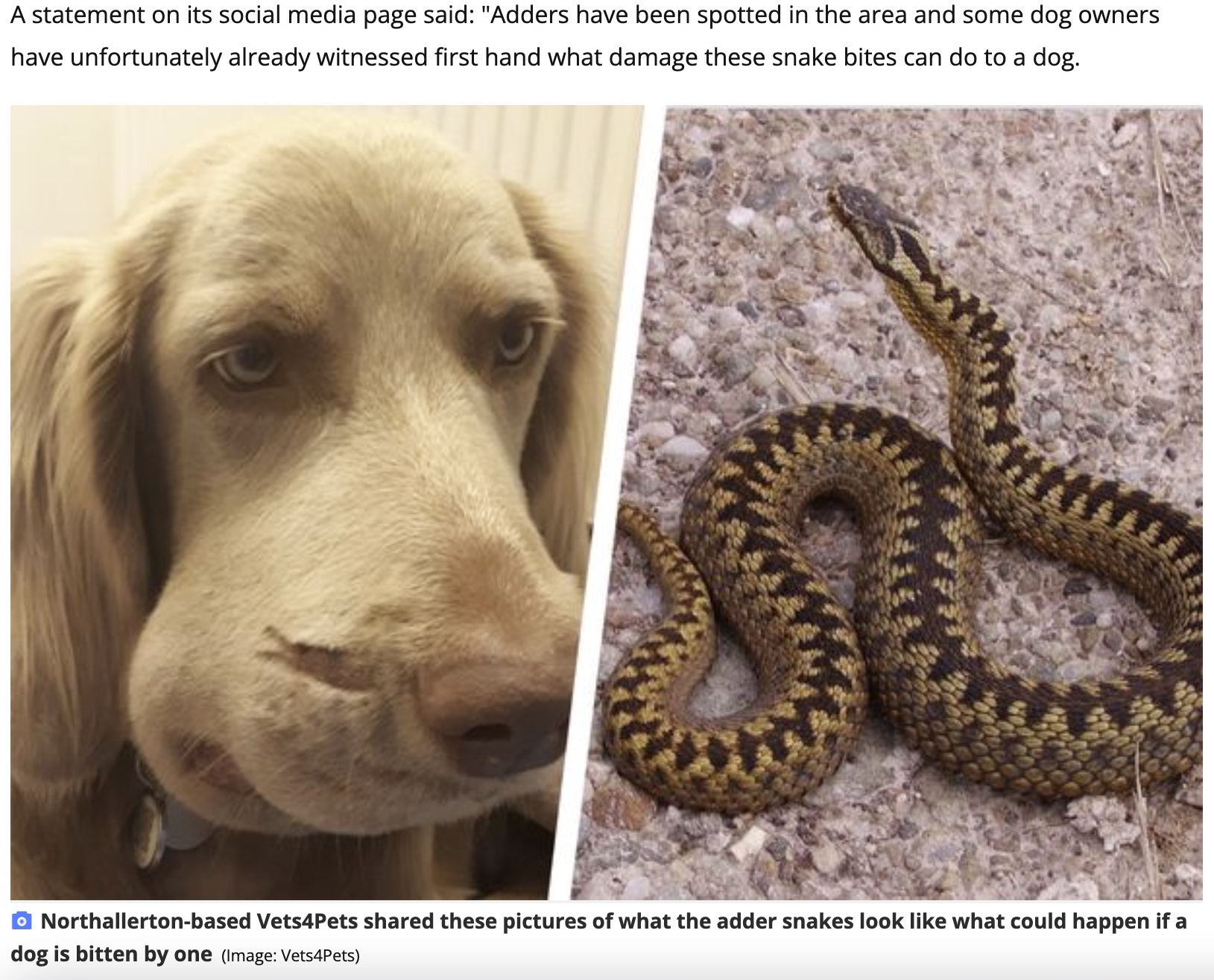 散歩中にクサリヘビに噛まれ治療を受けたハリー（画像は『YorkshireLive　2022年8月11日付「Warning of venomous snakes at Yorkshire beauty spot after dog is bitten」（Image: Vets4Pets）』のスクリーンショット