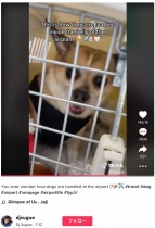 「どのように扱われるの？」犬を飛行機の貨物室に乗せる空港職員の投稿が物議（カナダ）＜動画あり＞
