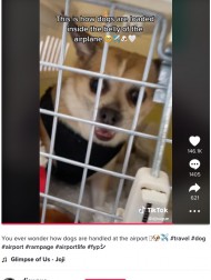 【海外発！Breaking News】「どのように扱われるの？」犬を飛行機の貨物室に乗せる空港職員の投稿が物議（カナダ）＜動画あり＞